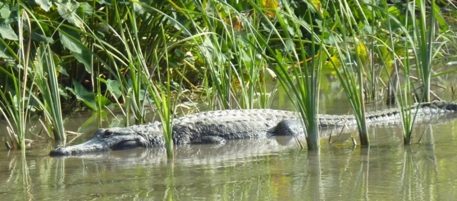 Everglades